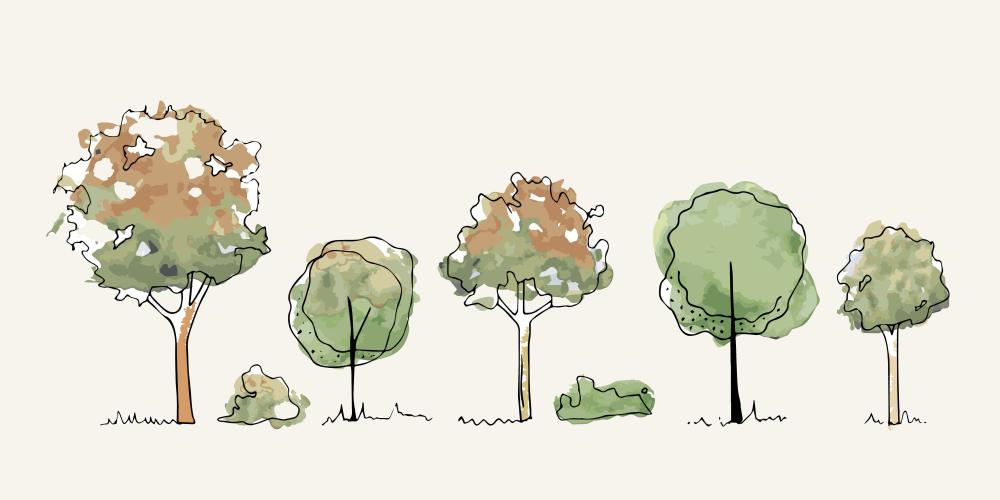 Arbres à Béziers