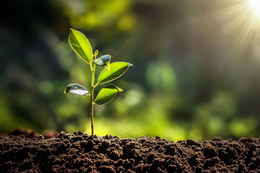 Plantation à Béziers