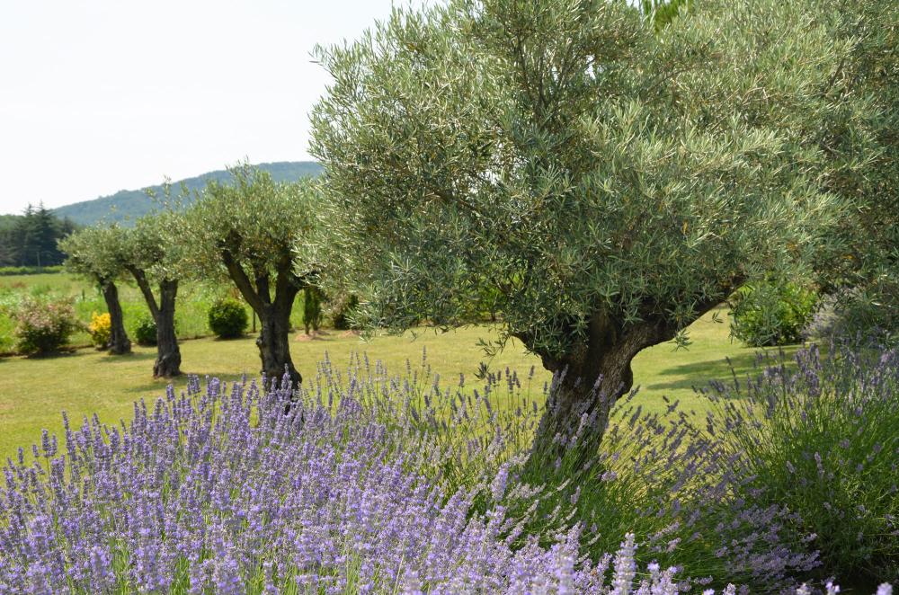 Oliviers à Béziers